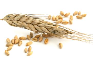 Wheat/Koring