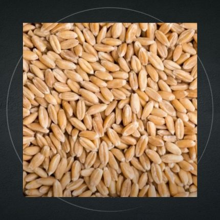 Wheat/Koring